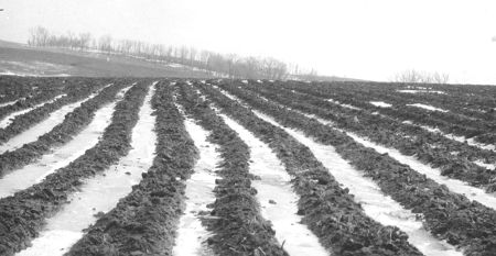 Terraces on Erickson Farm near Arlington Terraces on Erickson Farm near Arlington