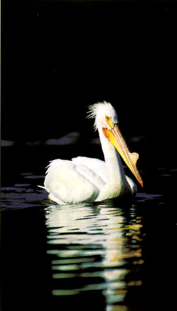 Pelican