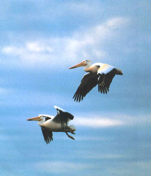 Lacreek Refuge Pelicans Flight Lacreek Refuge Pelicans Flight