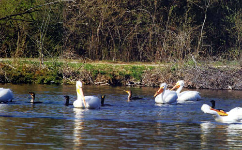 Lacreek Refuge Pelicans on the lake Lacreek Refuge Pelicans on the lake