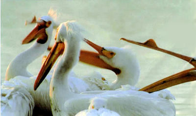 Lacreek Refuge Pelicans