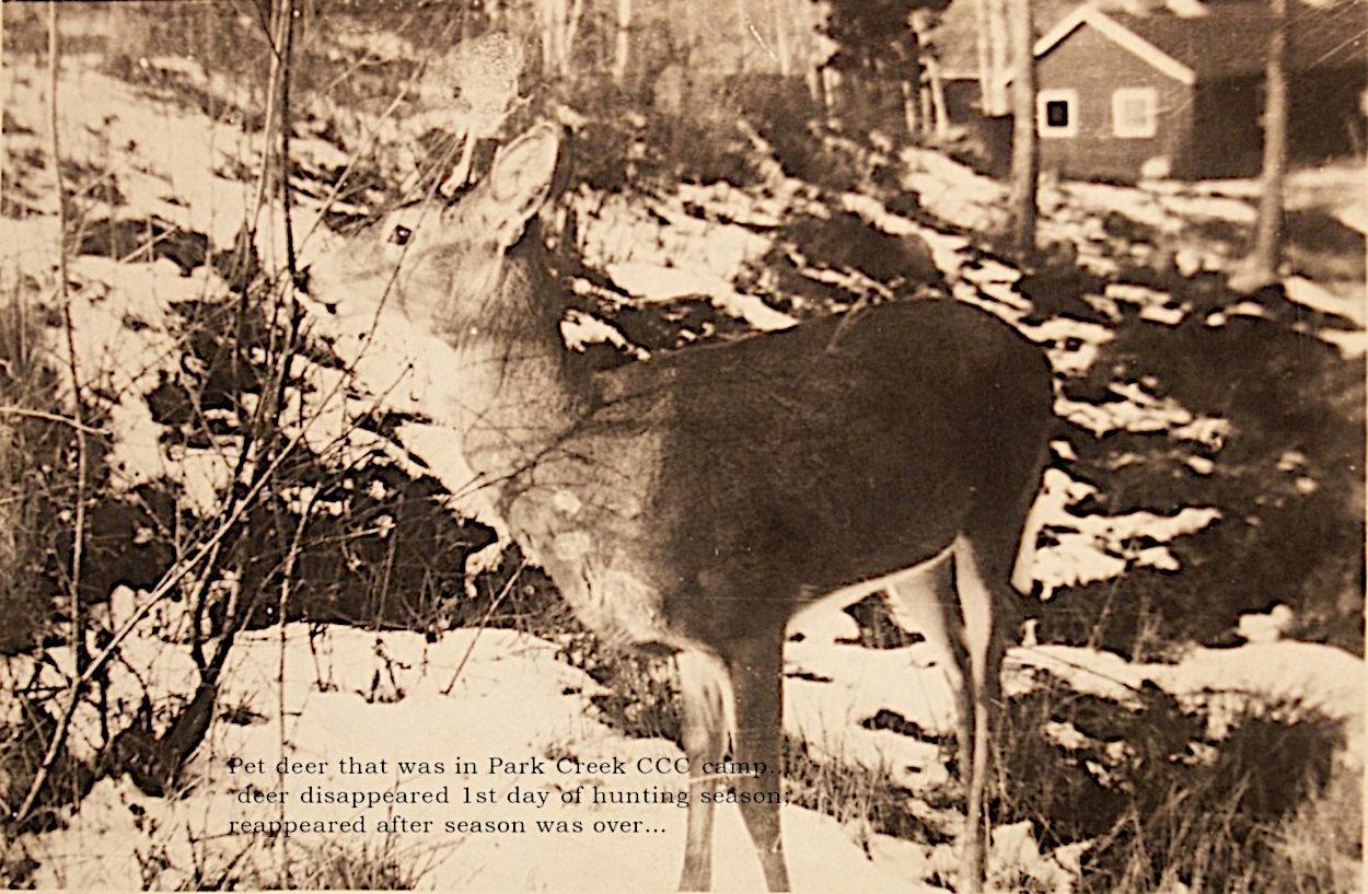 Pet deer at Park Creek