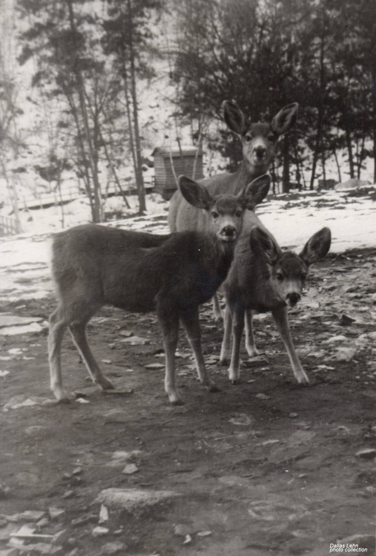 Photo from Dallas Lehn Collection