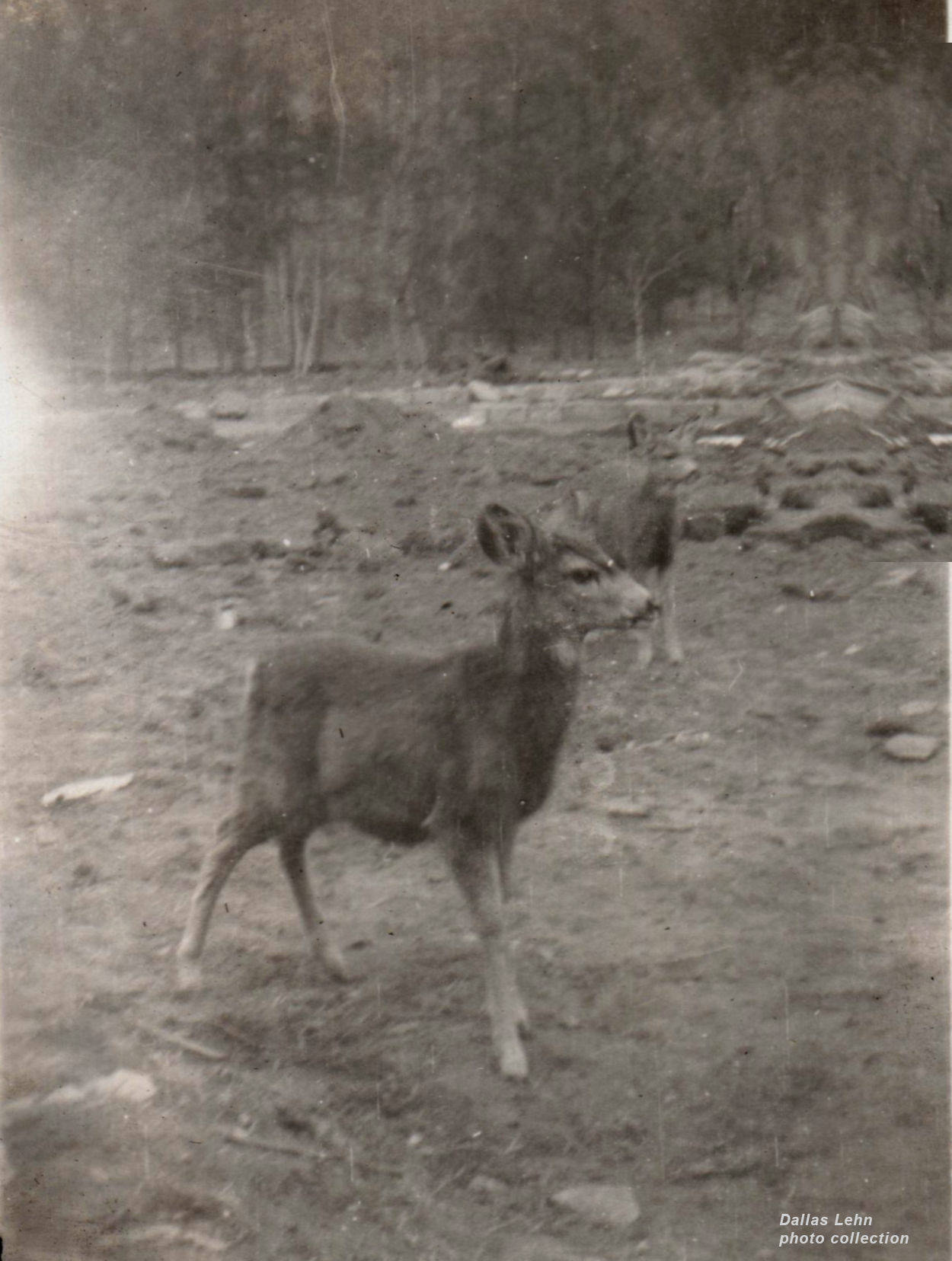 Photo from Dallas Lehn Collection Photo from Dallas Lehn Collection