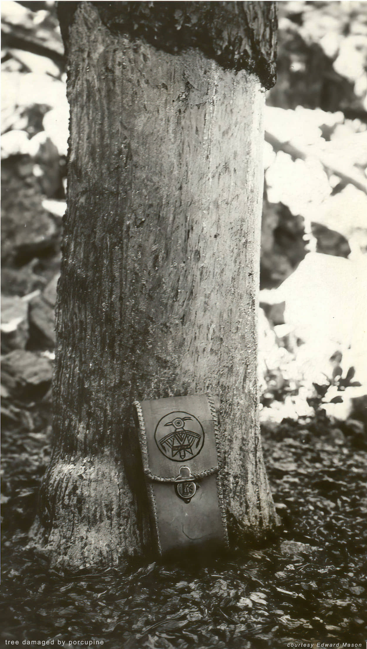 tree damaged by porcupine