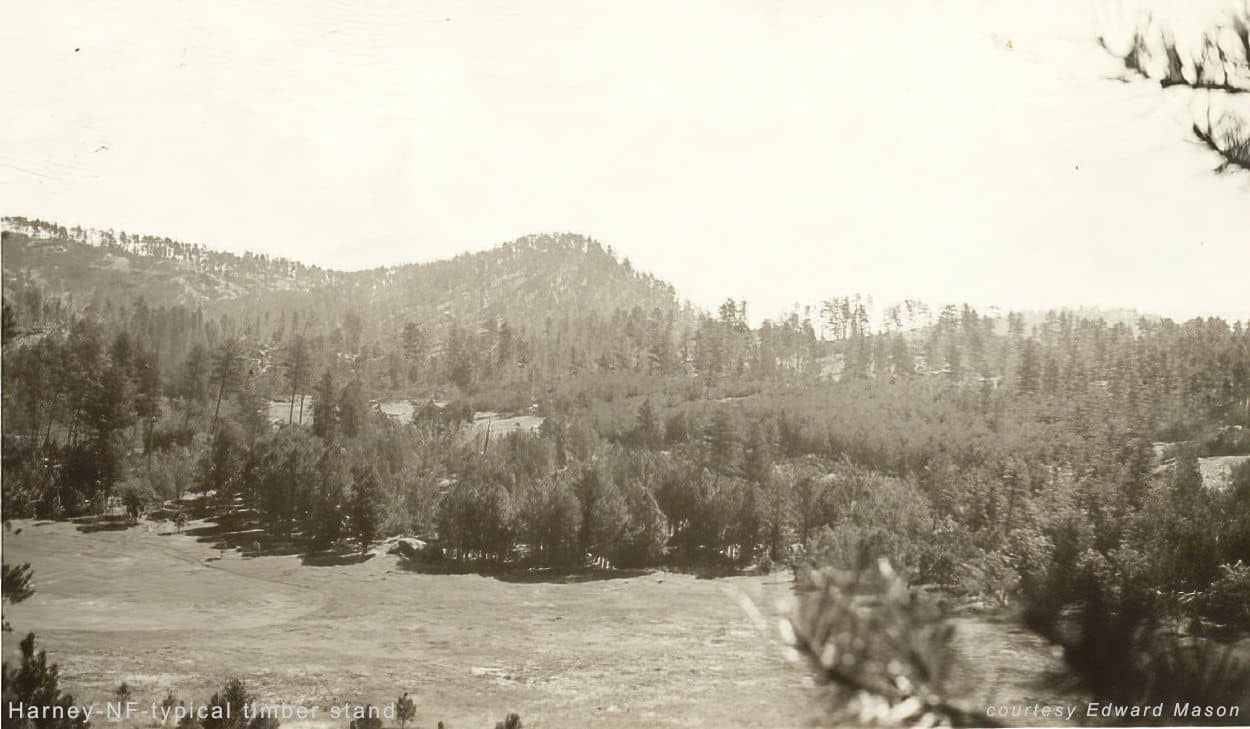 National Forest timber stand