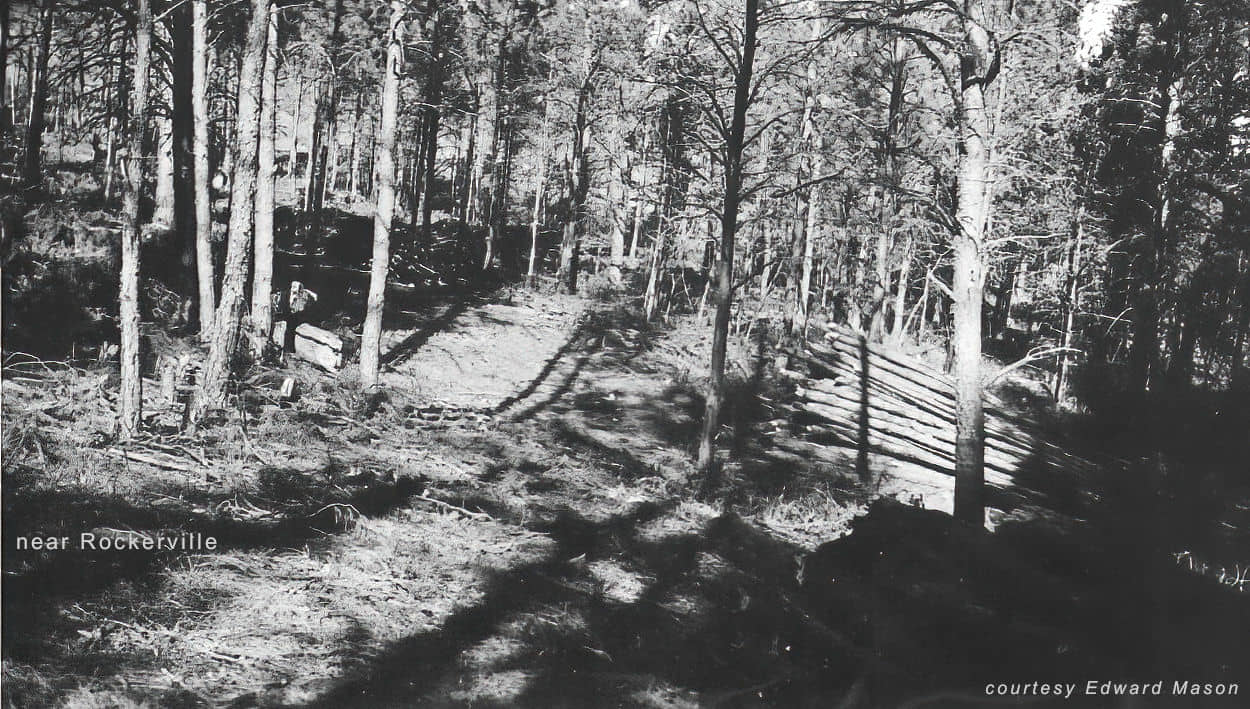 logs in the forest
