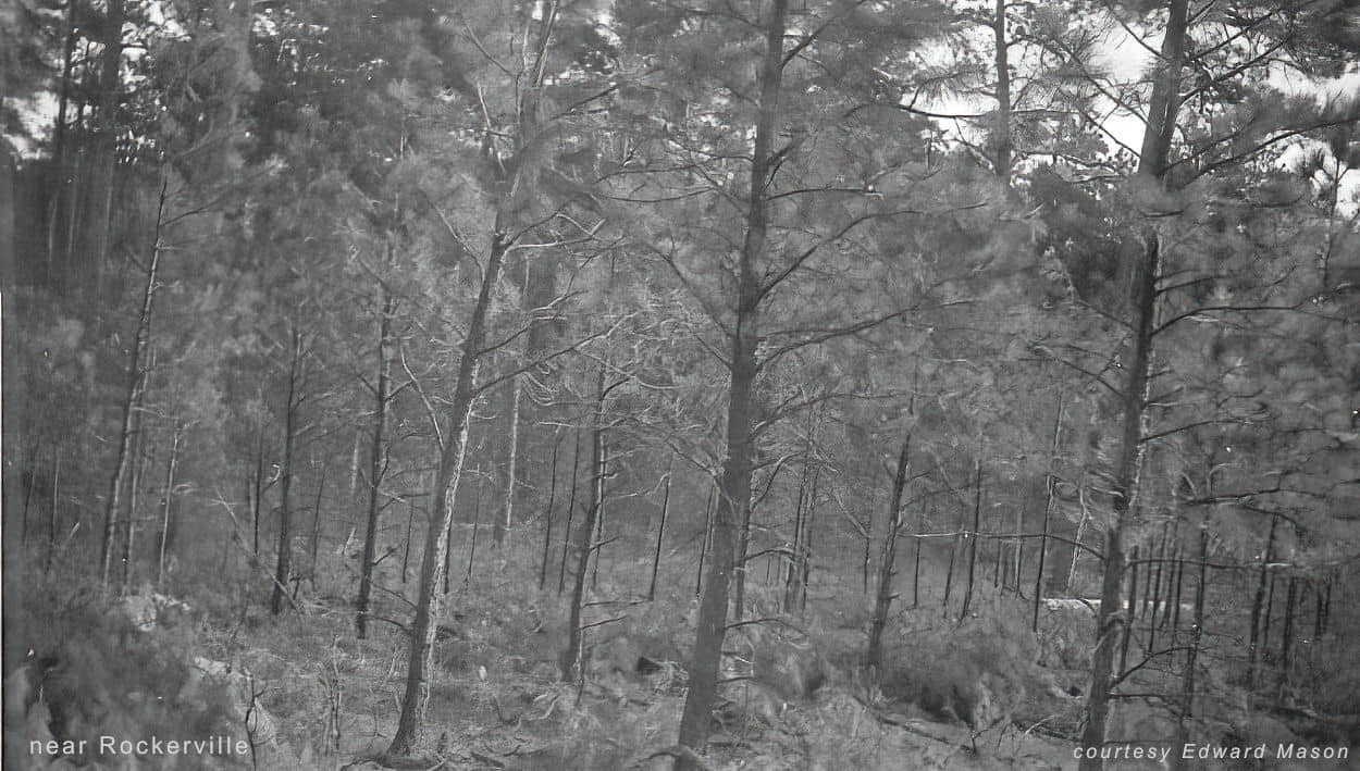 view into the forest