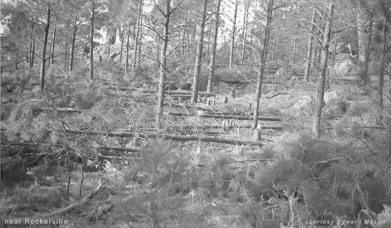downed trees near Rockerville