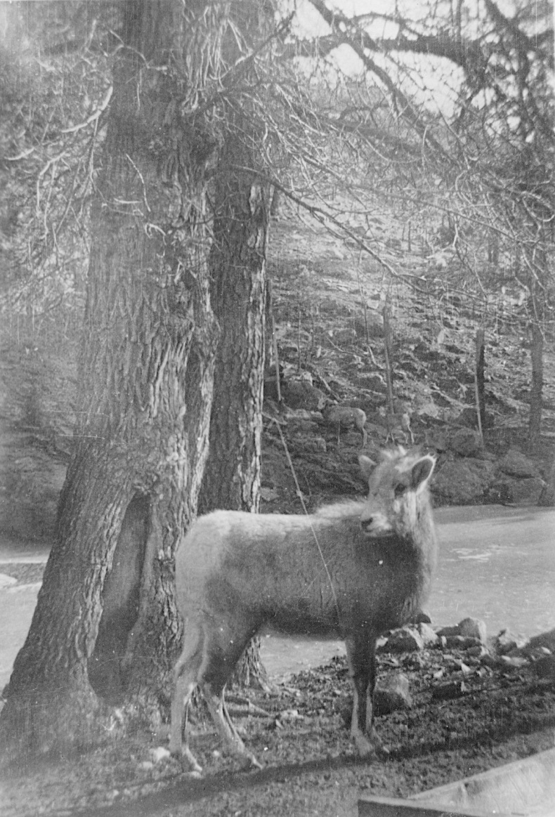 From Ben Petranek CCC Photo Collection