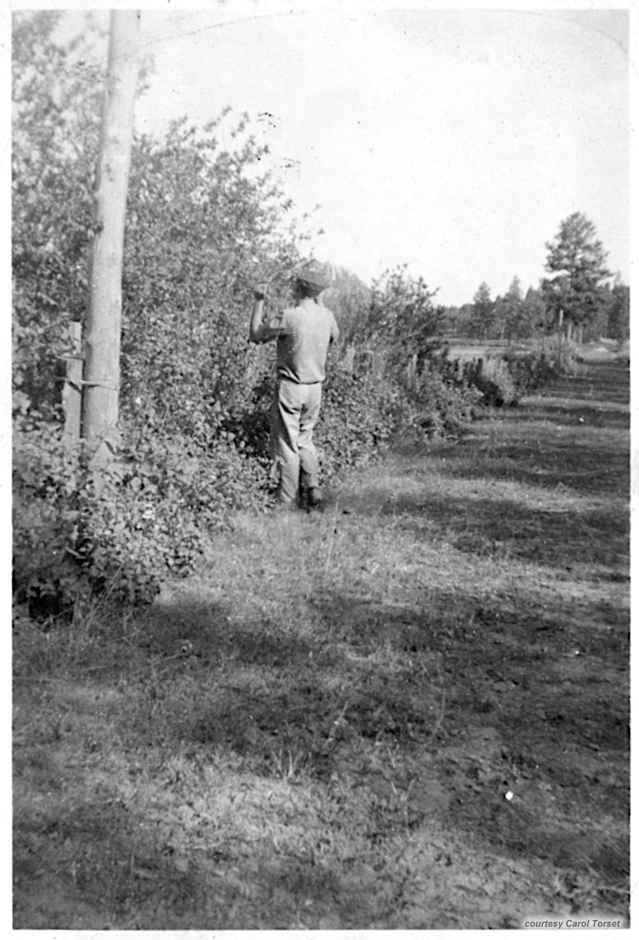 Photo from Vern George Dashel - Camp Este - courtesy Carol Torset