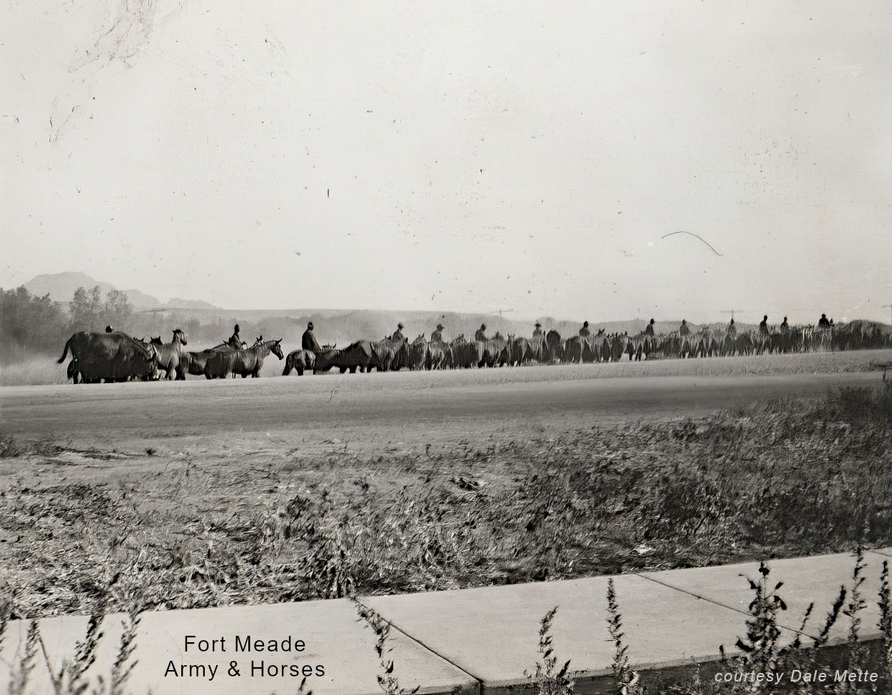 Fort Meade Army Horses