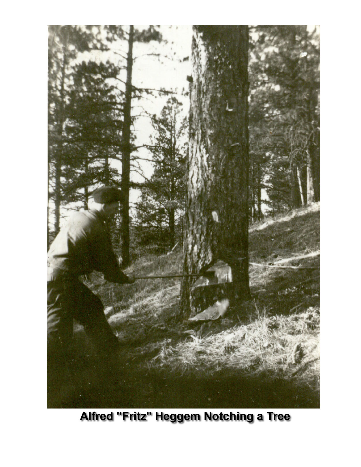 Fritz Heggem notching a tree