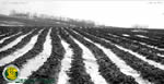 00004-SCS3-erickson-farm-(41)